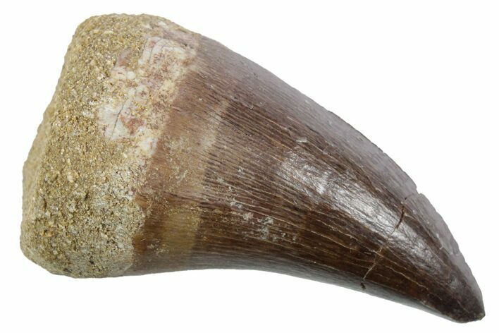 Fossil Mosasaur (Thalassotitan) Tooth - Morocco #353256